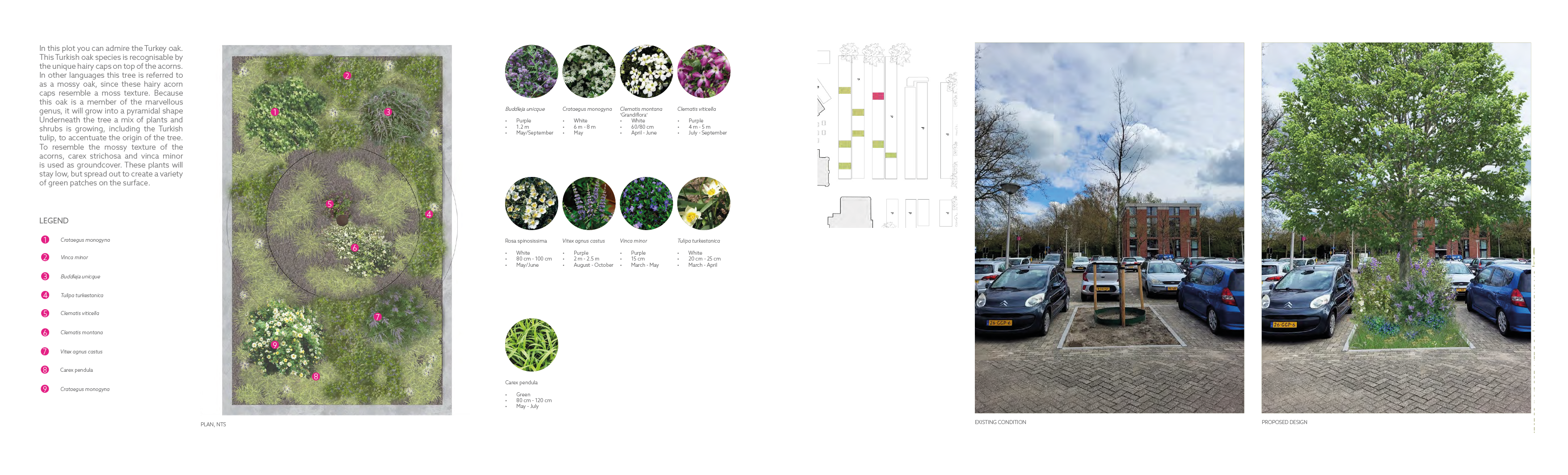 Quercus cerris Plot of the Quercus cerris BK park
